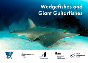 ELASMO PROJECT_WCS - 2019 - Wedgefishes and Giant Guitarfishes_ID guide_EN_COVER