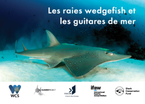 ELASMO PROJECT_WCS - 2019 - Wedgefishes and Giant Guitarfishes_ID guide_FR_COVER