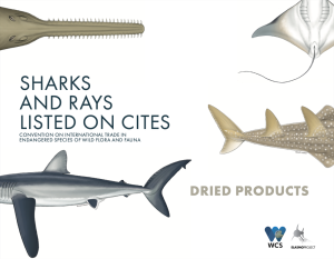 cites-2024-sharks-and-rays-listed-on-cites-dried-products-cover_orig