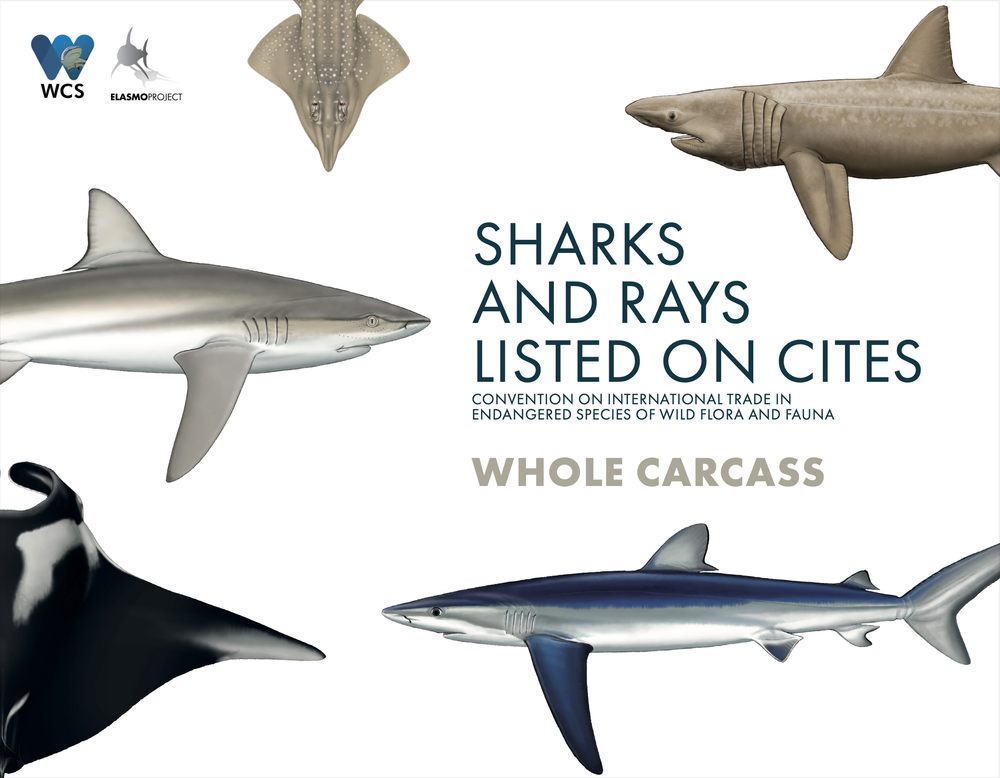 cites-2024-sharks-and-rays-listed-on-cites-whole-carcass-cover_orig