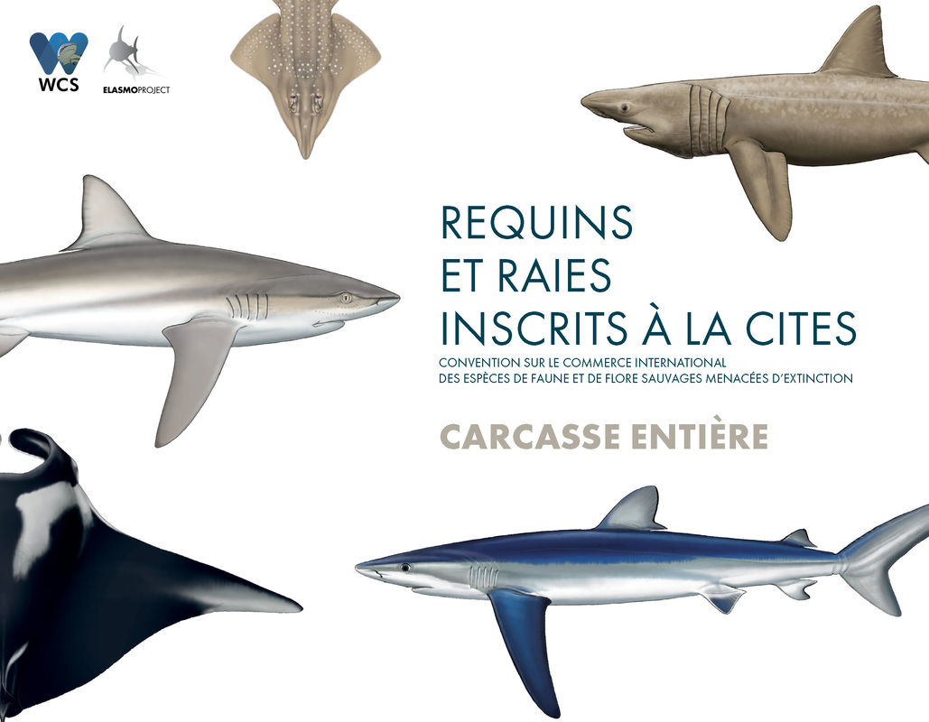 cites-2024-sharks-and-rays-listed-on-cites-whole-carcass-fr-cover_orig